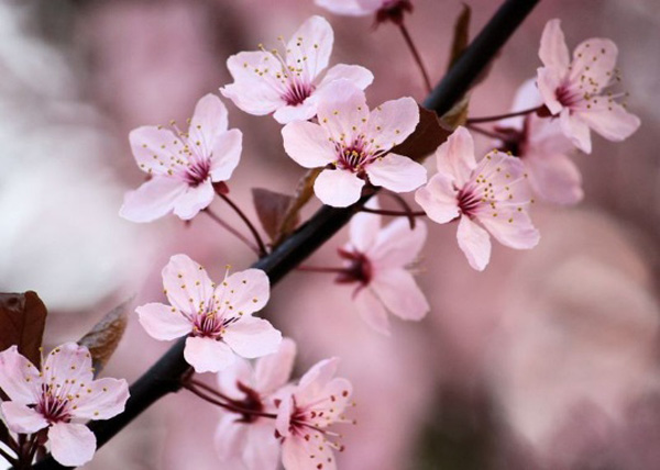 櫻花季來了！Airbnb帶您像本地人一樣“花見”