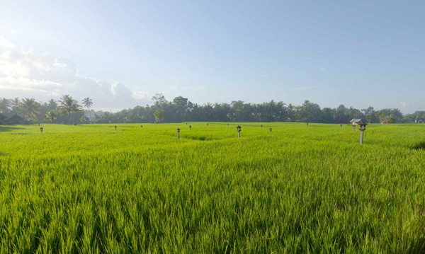 The Chedi Club Ubud 重新演繹傳統巴厘島式建筑