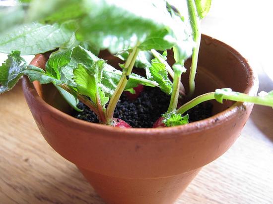 Radish， soil and grass 小蘿卜、土和草