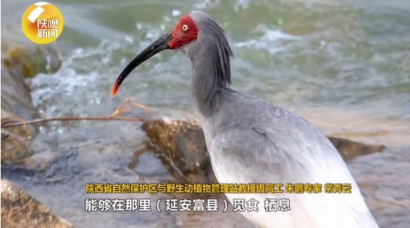 陜西延安首次發(fā)現瀕危鳥類朱鹮：環(huán)境保護卓有成效！