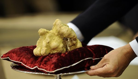 松露是一種生長在密林里的真菌，鮮品的味道宛如奶酪、麝香和洋蔥的混合，一旦與其他美食搭配，更能產(chǎn)生神奇的美味。正是這一特點，使它成為歐洲兩大名菜系法國菜和意大利菜中最為珍貴的調(diào)味品。