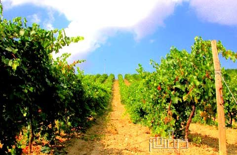 Valpolicella之旅 詩(shī)情畫(huà)意的意大利葡萄酒酒鄉(xiāng)